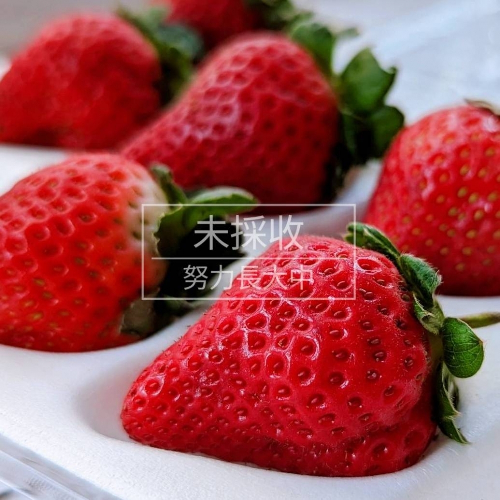 無農藥黑鑽草莓(未採