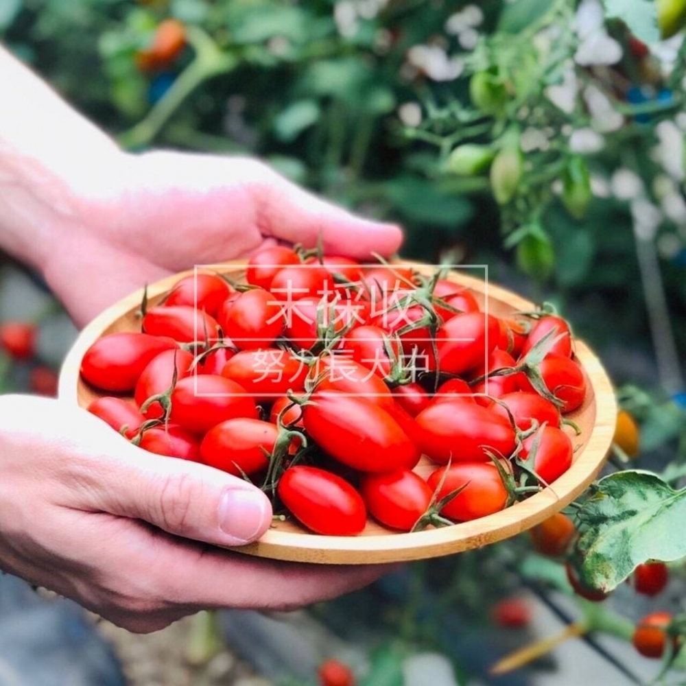 產銷履歷小番茄(未採收)