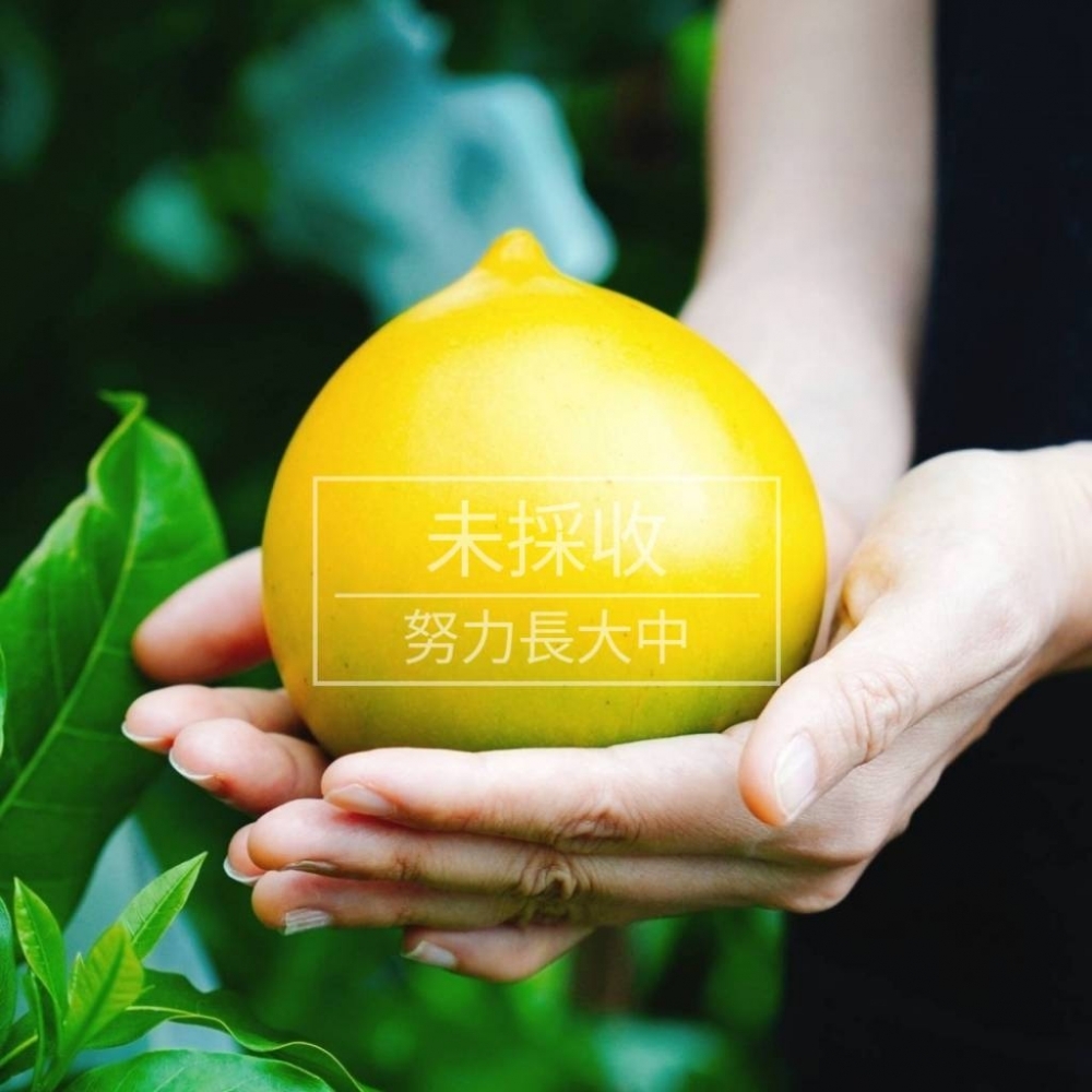 富含果膠的超級黃金果(未採收)