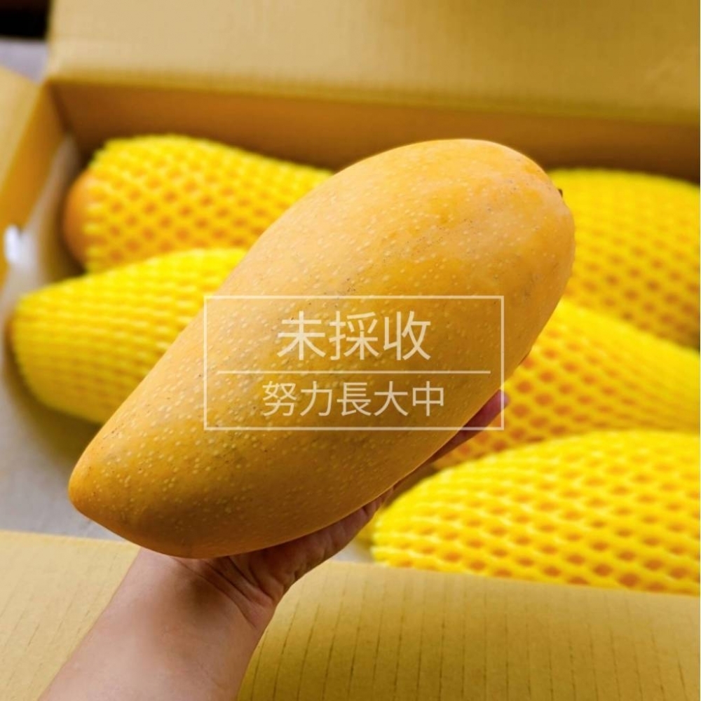 荖濃溪旁的金煌芒果(未採收)