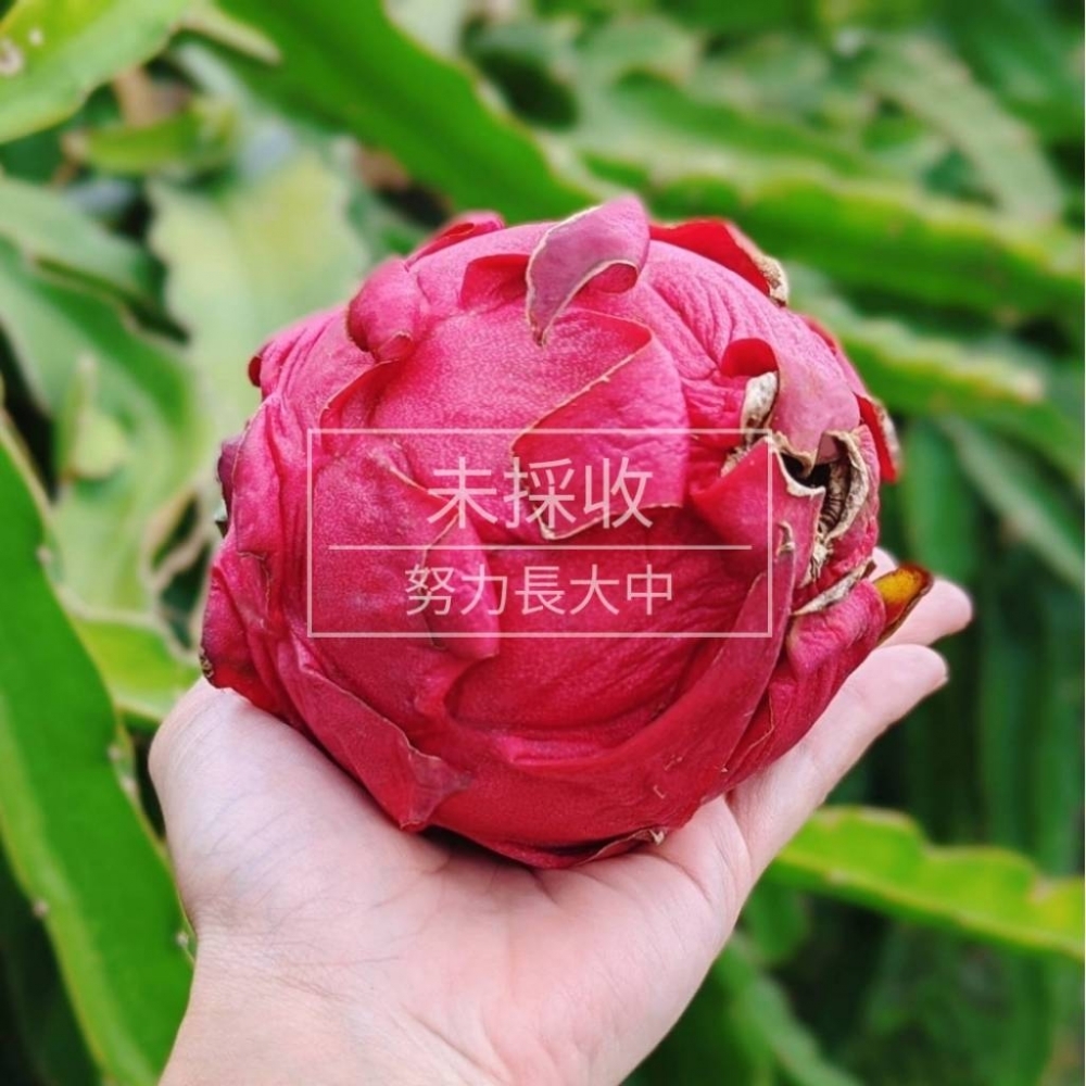 草生栽培紅龍果(未採收)